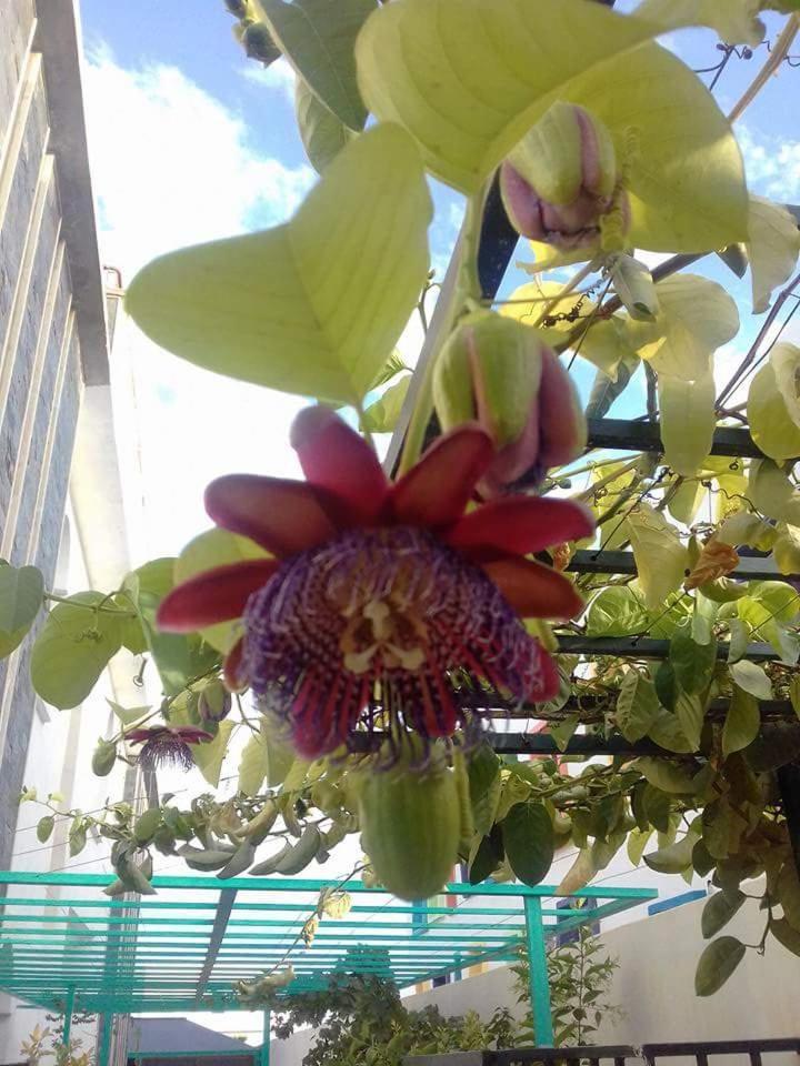 Riad Passiflora Fès Oda fotoğraf